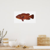 Fisch - Groper - Achoerodus gouldii Poster (Küche)