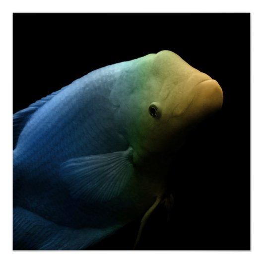 Fisch im Tank - Kunstfotografie Poster (Vorderseite)