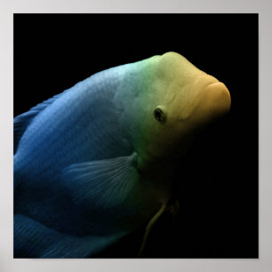 Fisch im Tank - Kunstfotografie Poster