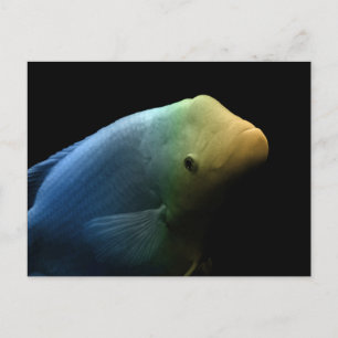 Fisch im Tank - Kunstfotografie Postkarte