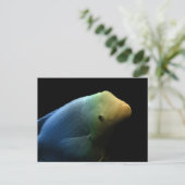 Fisch im Tank - Kunstfotografie Postkarte (Stehend Vorderseite)