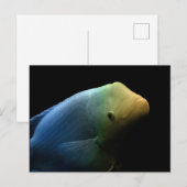 Fisch im Tank - Kunstfotografie Postkarte (Vorne/Hinten)