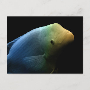 Fisch im Tank - Kunstfotografie Postkarte