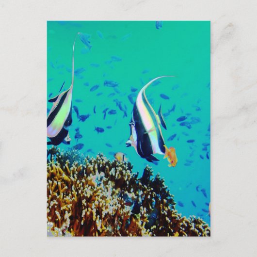 Fisch in den finnischen Gewässern Postkarte (Vorderseite)