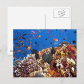 Fisch in den finnischen Gewässern Postkarte (Vorne/Hinten)