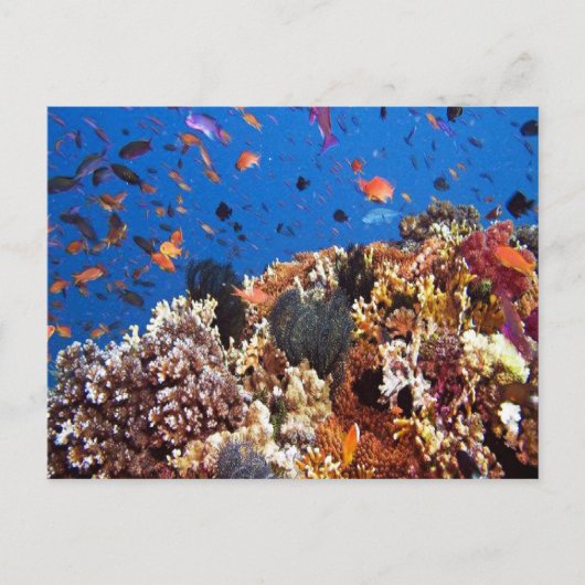 Fisch in den finnischen Gewässern Postkarte (Vorderseite)