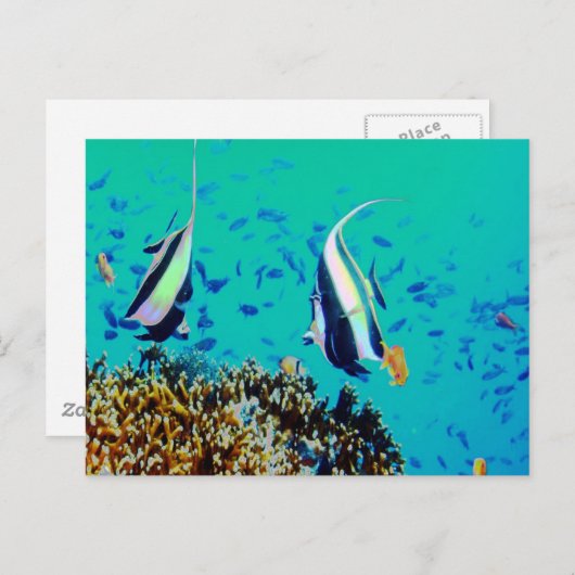 Fisch in den finnischen Gewässern Postkarte (Vorne/Hinten)