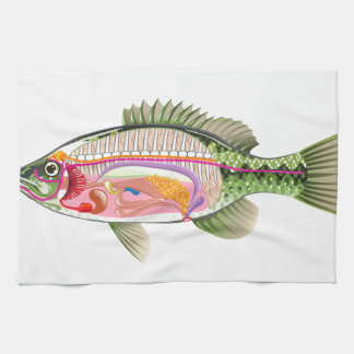 Fisch-innere Organe vektorkunst-Diagramm Anatomie Handtuch