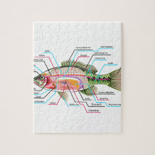 Fisch-innere Organe vektorkunst-Diagramm Anatomie Puzzle