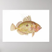 Fisch - John Dory - Zeus faber Poster (Vorne)