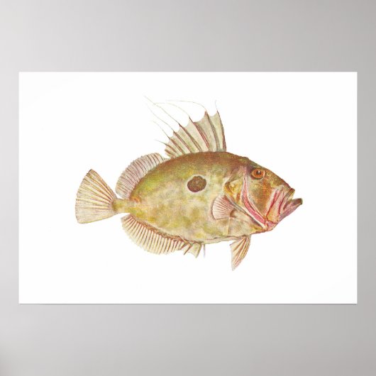 Fisch - John Dory - Zeus faber Poster (Vorne)