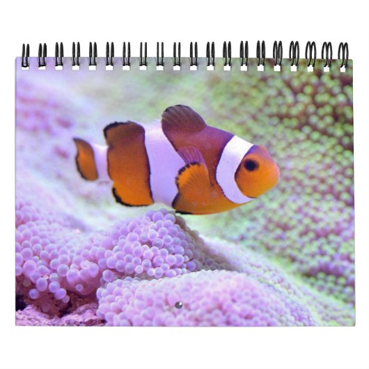 Fisch Kalender (Titelbild)