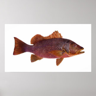 Fisch - Lila Meeresperle - Lutjanus-Superbus Poster