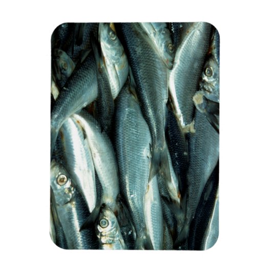 Fisch Magnet (Vertikal)