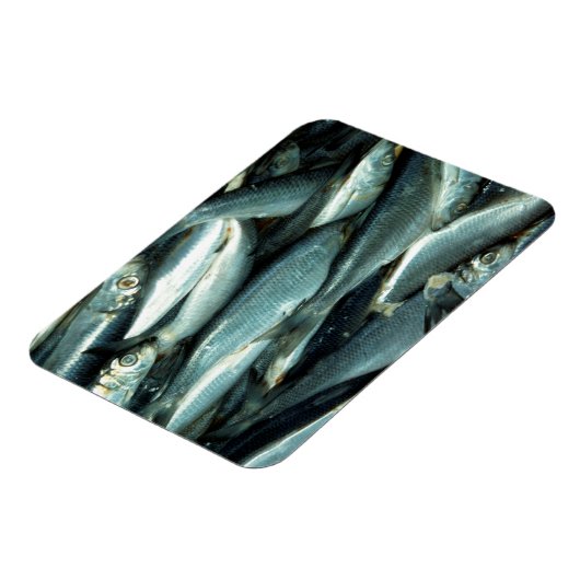 Fisch Magnet (Linke Seite)