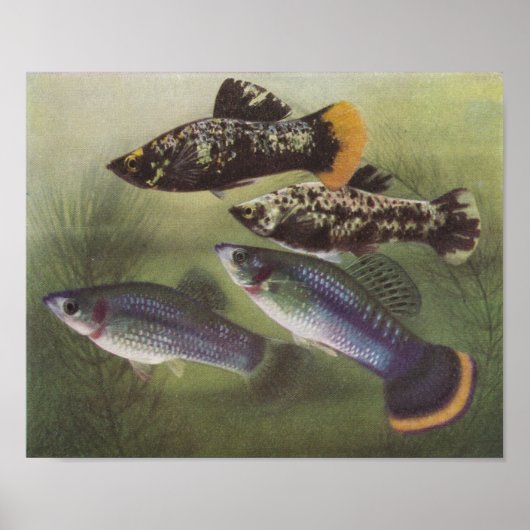 Fisch - Mollies - Poecilia sphenops Poster (Vorne)
