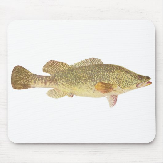 Fisch - Murray Cod - Maccullochella macquariensis Mousepad (Vorne)