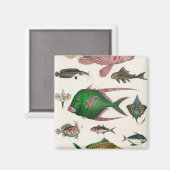 Fisch, Ozean, niedlich, Meer, Wasser, Tier, Fische Magnet (Vorderseite/Rückseite)