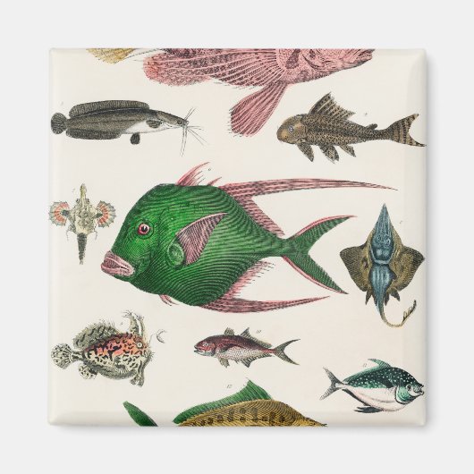 Fisch, Ozean, niedlich, Meer, Wasser, Tier, Fische Magnet (Vorne)