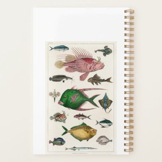 Fisch, Ozean, niedlich, Meer, Wasser, Tier, Fische Planer (Rückseite)