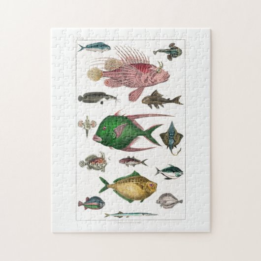 Fisch, Ozean, niedlich, Meer, Wasser, Tier, Fische Puzzle (Vertikal)