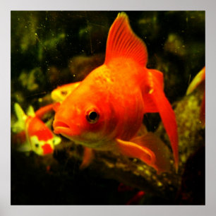 Fisch Poster