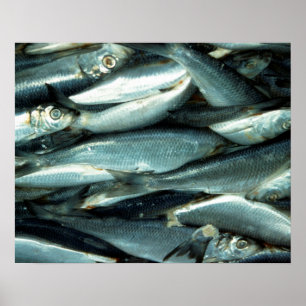 Fisch Poster