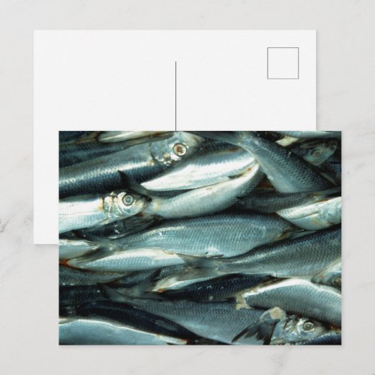 Fisch Postkarte (Vorne/Hinten)