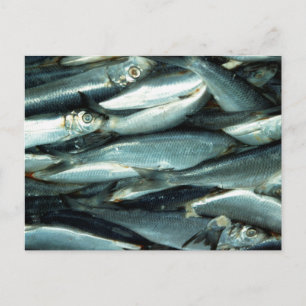 Fisch Postkarte