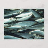 Fisch Postkarte (Vorderseite)