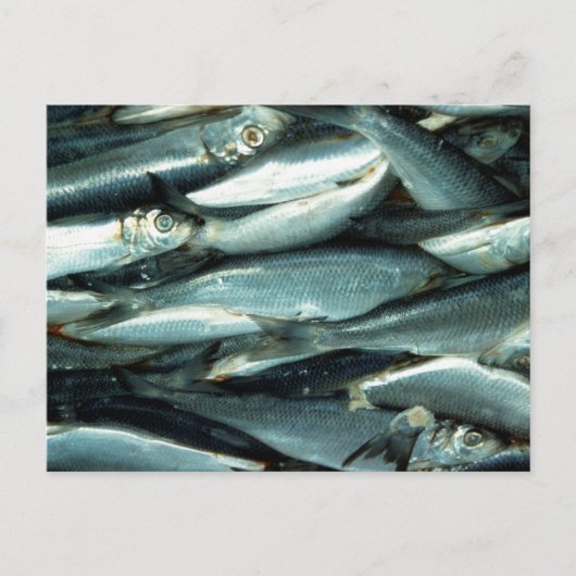 Fisch Postkarte (Vorderseite)