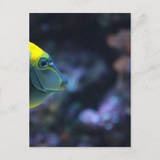 Fisch Postkarte