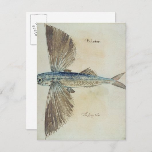 Fisch Postkarte (Vorne/Hinten)