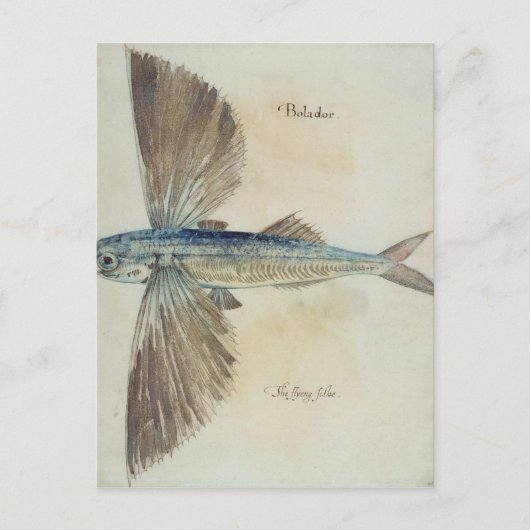 Fisch Postkarte (Vorderseite)