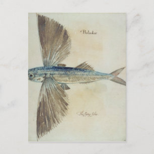 Fisch Postkarte