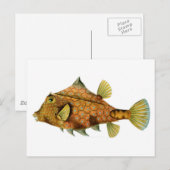 Fisch Postkarte (Vorne/Hinten)