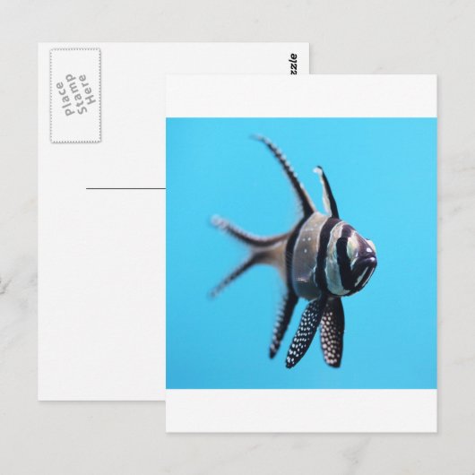 Fisch Postkarte (Vorne/Hinten)
