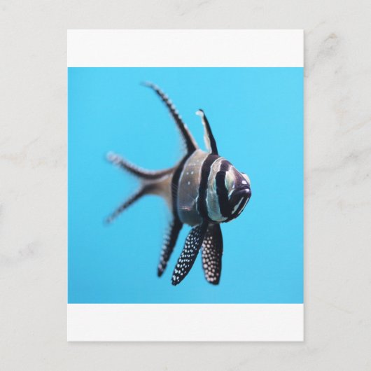 Fisch Postkarte (Vorderseite)