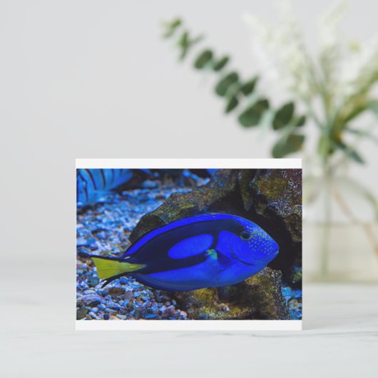 Fisch Postkarte (Stehend Vorderseite)