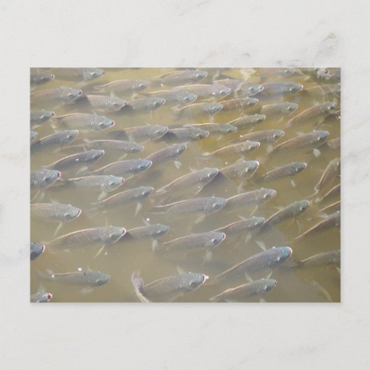 FISCH POSTKARTE (Vorderseite)