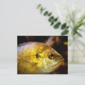 Fisch Postkarte (Stehend Vorderseite)