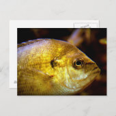 Fisch Postkarte (Vorne/Hinten)
