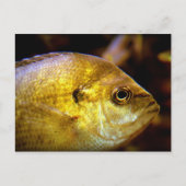 Fisch Postkarte (Vorderseite)