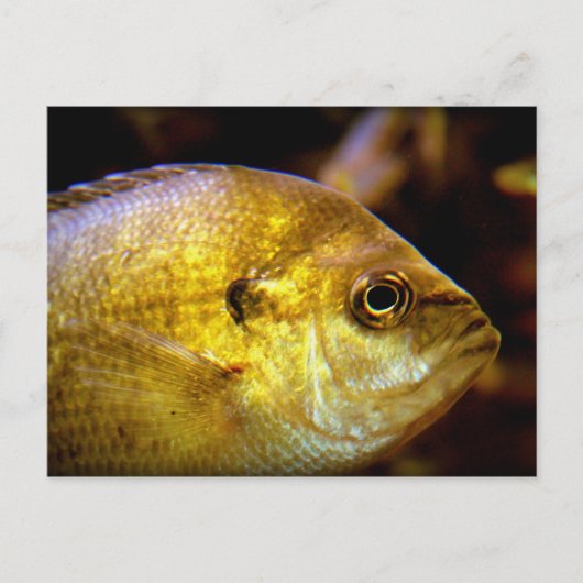 Fisch Postkarte (Vorderseite)