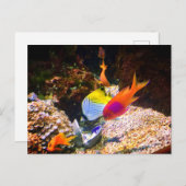 Fisch Postkarte (Vorne/Hinten)