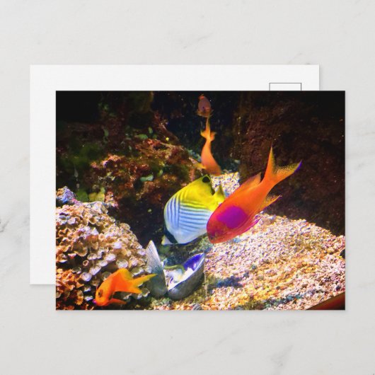 Fisch Postkarte (Vorne/Hinten)