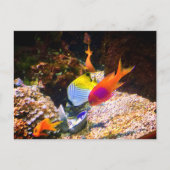 Fisch Postkarte (Vorderseite)