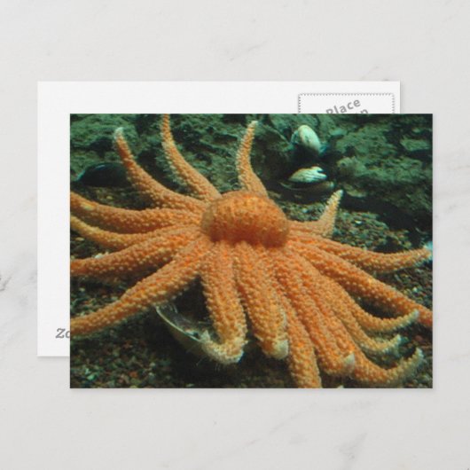 Fisch Postkarte (Vorne/Hinten)