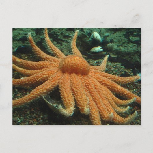 Fisch Postkarte (Vorderseite)