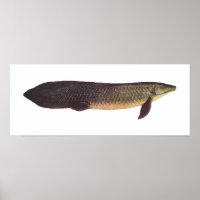 Fisch - Qld. Lungfish - Neoceratodus forsteri
